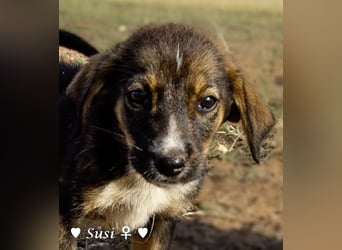 Susi und Snoopy suchen ein Zuhause