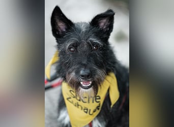 Süsse Phoebe sucht ihr Für-Immer-Zuhause!