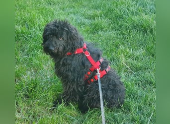 Pflegestelle 97502 Obbach: Lagotto-Mix Cherry