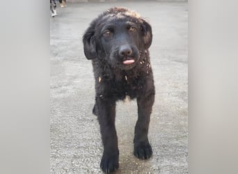 GONZALES❤️ liebenswerter, agiler und neugieriger Kroatischer Schäferhund-Mix