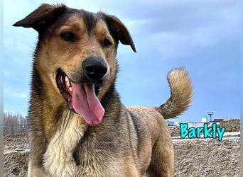 Barkly geb. 06/2022 - ausgeglichener, kluger und lernwilliger Jungrüde!