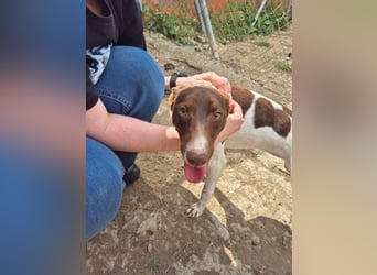 Cookie, Katzenverträglichkeit und lieb
