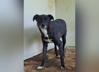 Vento, 3 jähriger Bub, SH ca. kniehoch, neugierig, verspielt, sozial