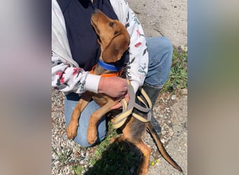 Ellie, eine wunderschöne und liebe Welpine sucht ihre Menschen