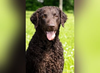 Curly Coated Retriever – braune Rüden (8 Wochen) aus dem Zwinger Cornrow