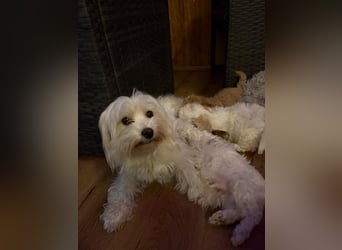 Maltipoo Welpen, Rüden