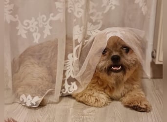 Shih Tzu Fan`s aufgepasst: der katzenverträgliche LEO wartet in Kamp-Lintfort auf DICH!  MIT VIDEO!