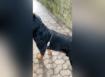 Reinrassige Rottweiler Welpen , Sportliche leistung Zucht