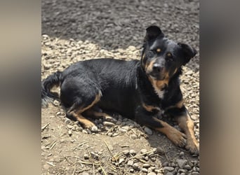 Kleiner FIDO sucht sein Zuhause!