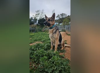 Lady Rose (Spanien) - liebenswürdige Schäferhund-Mix-Hündin