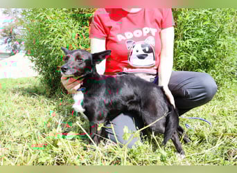 Hedi, Mix Dackel / Chihuahua, lieb und verträglich
