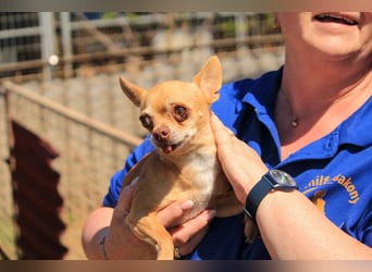 Parfis PP – Sanfte Chihuahua-Dame sucht liebevolles Zuhause