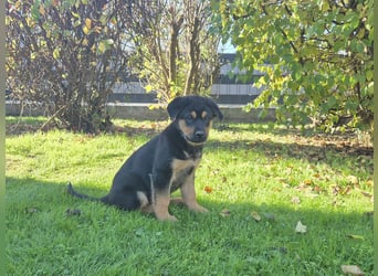 Rottweiler Schäferhund Mix