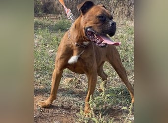 Boxermädel Ersi sucht ein aktives Zuhause.