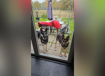 Osteuropäische Schäferhund Welpen