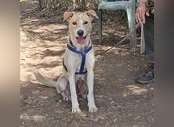Lucy: tolle Familienhündin in schöner Größe