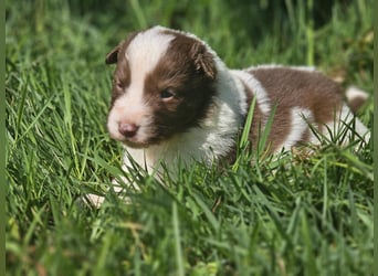 Border Collie Welpen -  Rüden und Hündin