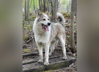 ALMAZ- sucht nette naturverbundene Familie