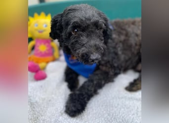 ULLI - Kleiner Puli-Mix Rüde sucht seine Familie