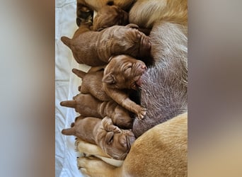 Labrador Welpen Foxred