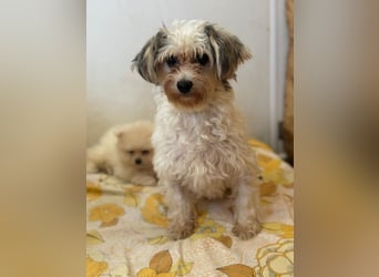 ELSIE - ich bin noch ein bisschen zurückhaltend und suche ein liebevolles Für-Immer Zuhause