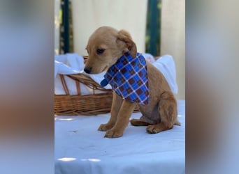 Zsebi LM - Zuhause gesucht – Neun kleine Hundekinder auf großer Mission