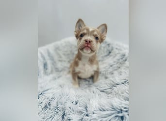 Französische Bulldoggen Fluffy