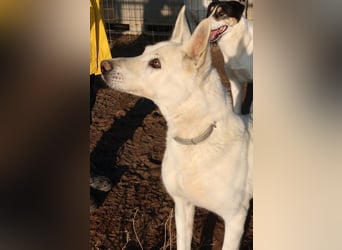 Luuk, geb. ca. 12/2018, lebt in GRIECHENLAND, im städt. Tierheim Serres