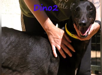 Dino2 03/2022 (ESP) - sehr verschmuster, aufgeschlossener und neugieriger Galgo Ingles!