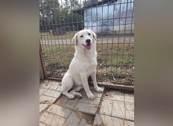 ♥JANOSCH♥ hübscher, sehr lieber, anfangs noch vorsichtiger Labrador-Mix-Rüde 48 cm