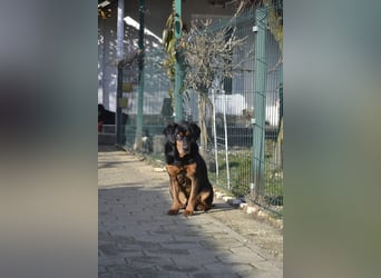 Fuchur: Will endlich sein Glück finden