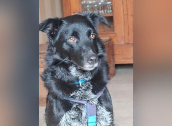 Tessie - verträgliche, liebe Border Collie / Australian Shepherd Mix Hündin / in Aach