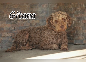 Sucht Gitana genau nach Ihnen?