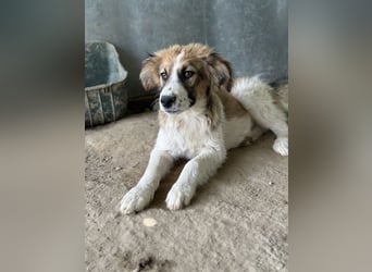 Barkley, geb. ca. 10/2024, lebt in GRIECHENLAND, auf einer privaten Pflegestelle