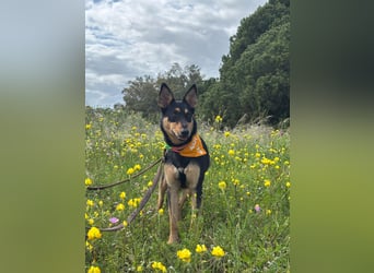 Yassi (Spanien) - wunderschöne Schäferhund-Mischlingshündin