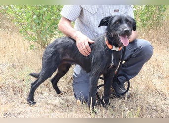 Costa, Mix Schnauzer / Podengo, lieb und sozial