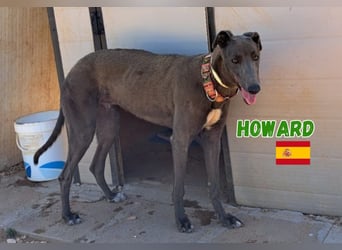 Howard,geb.05/24,sozialer Greyhound Rüde sucht seine Familie
