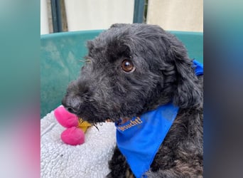 ULLI - Kleiner Puli-Mix Rüde sucht seine Familie
