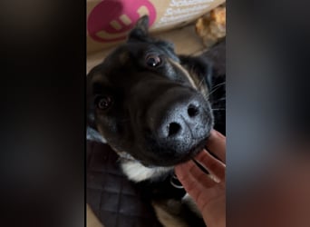 Lieber Schäferhund Rüde