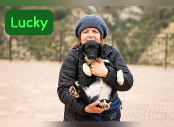 Lucky – auf kurzen Beinen über die Alpen…….