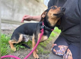 Amigo, geboren 08.04.2023, 35cm sucht sein Zuhause