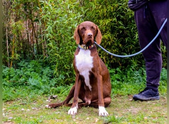 Emilio  - Pointer-Mix, lieb und verträglich