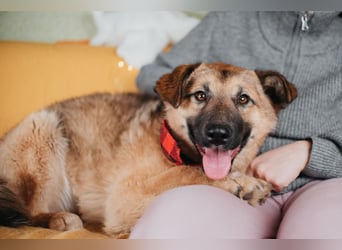 Hundemädchen Chloe sucht Familie