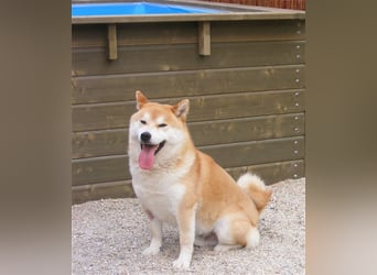 Erstklassige Shiba Inu Zucht in Sachsen