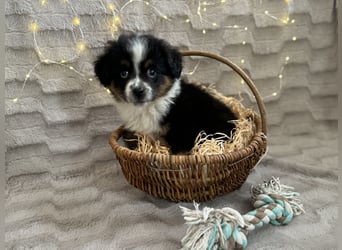 Wunderschöne Mini Aussies ab sofort ausziehbereit