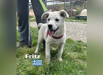 Fritz,geb.02/25,griech.Schäferhundrüde sucht seine Familie