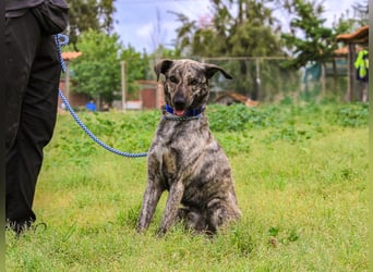 Benito, Mix Labrador / Rafeiro Alentejano, lieb und sozial