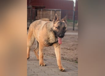 Ivo VI – Kluger, aktiver Malinois-Rüde sucht erfahrenes Zuhause mit Köpfchen