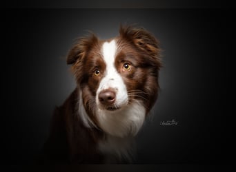 Wurf Ankündigung,  reinrassige Border Collie Welpen mit Papieren!!