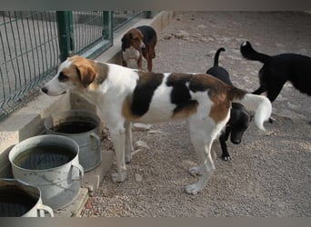 Ariela freundliche Tornjak Mischling Hündin Herdenschutzhund sucht Zuhause oder Pflegestelle